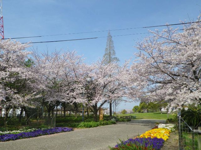 【とだがわこどもランド(戸田川緑地)】さくらまつり