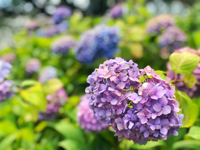 【とだがわこどもランド(戸田川緑地)】フラワーセンター　季節の花